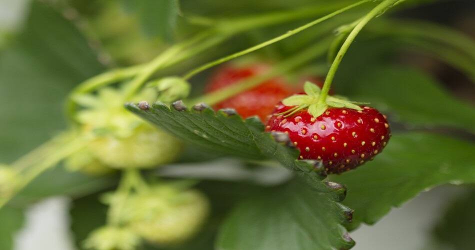 la fertirrigazione delle fragole