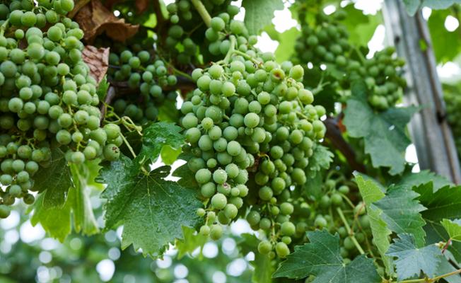 grappoli d'uva